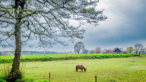 Landschap met pony, Overijssel.