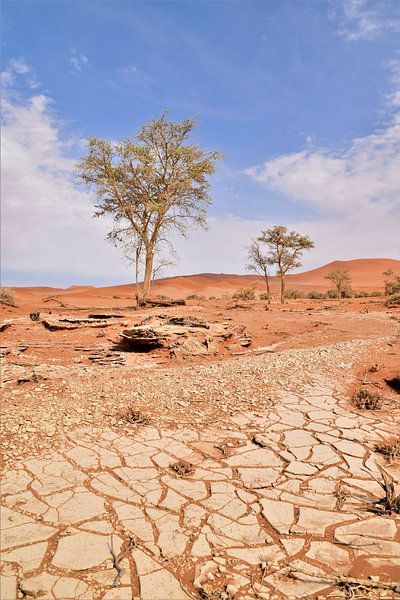 Namibië boom, droogte en rood zand van Hermineke Pijls