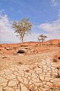 Namibië boom, droogte en rood zand van Hermineke Pijls thumbnail