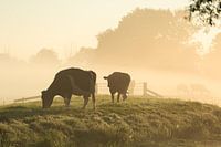 Cows in the fog