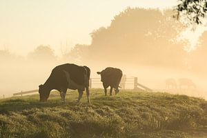 Koeien in de mist. van Sander van der Werf