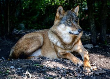 Close-up van een Eruopische wolf in het bos van ManfredFotos