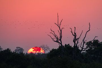 zonsondergang Kruger national park van Marijke Arends-Meiring