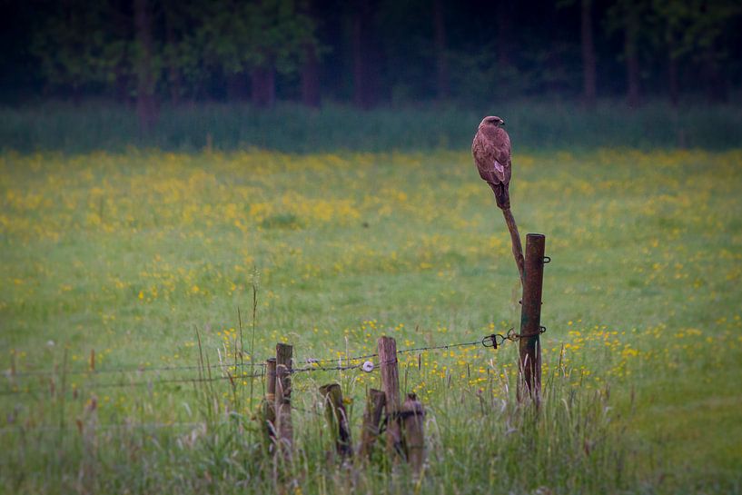 Buizerd op de uitkijk by ton vogels