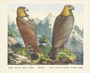 Aigle doré. / Steinadler. / Goldadler. / Steinadler. / Aquila dorato. / Aigle royal. / Königsadler. 