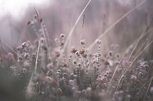 Blumen Teil 164