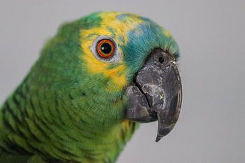 Green Amazon parrot