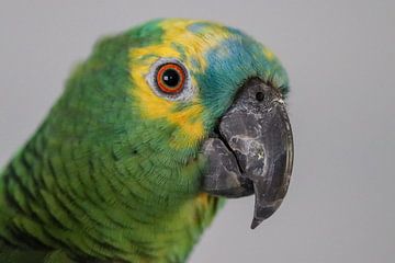 Groene amazone papegaai van Kimberley van Lokven