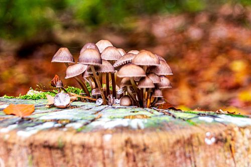 Paddenstoelen op een boomstronk