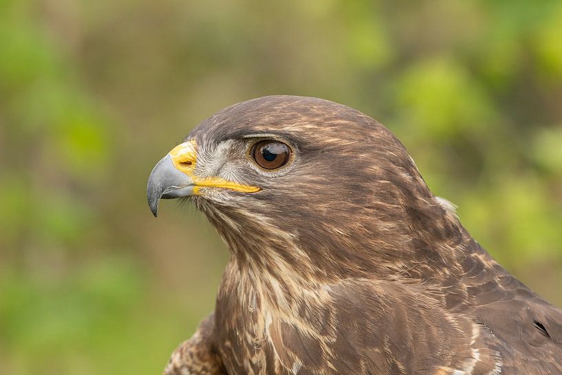 Portrait European buzzard, side view by Tanja van Beuningen