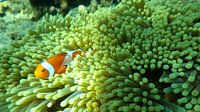 Finding Nemo in Bali van Irene Colen thumbnail
