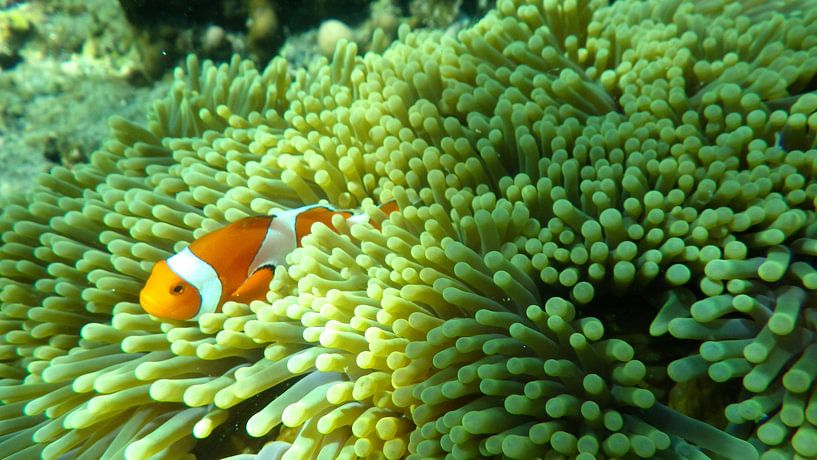 Finding Nemo in Bali van Irene Colen
