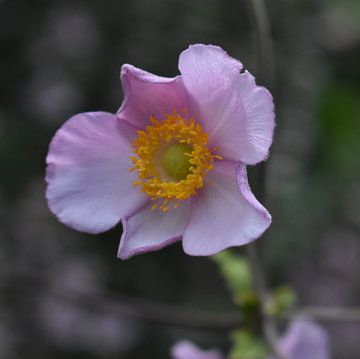 Hellrosa Rosa Nussbaum