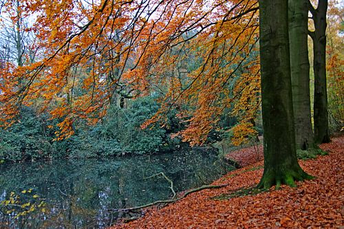 Park im Herbst in Baum mit Teich