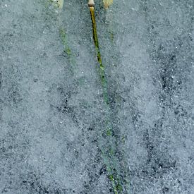 Fleur congelée ou non 2 sur Wim van Ooijen