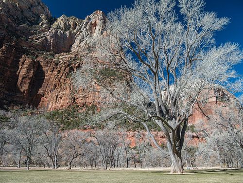 Tree in Zion Valley