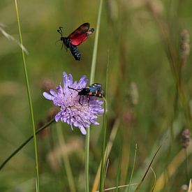 Atterrissage naturel sur Lisa Sentveld