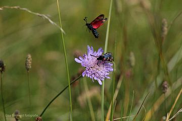Atterrissage naturel sur Lisa Sentveld