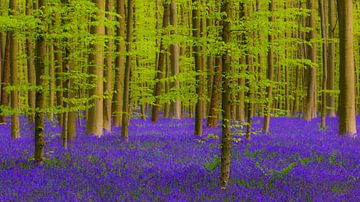 Purple carpet by Wilderlicht