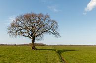 Juste un arbre. par Anjo ten Kate Aperçu