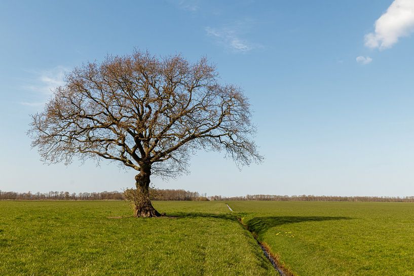 Just a tree. by Anjo ten Kate