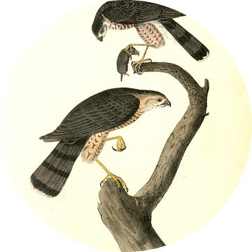 Havik, Sharp-shinned Hawk., Audubon, John James, 1785-1851