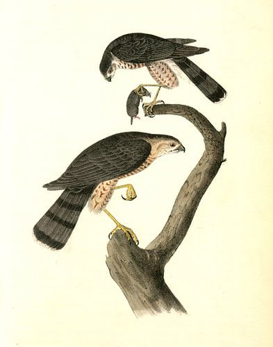 Épervier, Épervier brun, Audubon, John James, 1785-1851