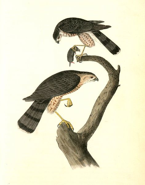 Eckschwanzsperber, John James Audubon von Liszt Collection