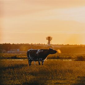 Cows during the golden hour #3 by Throughmyfeed