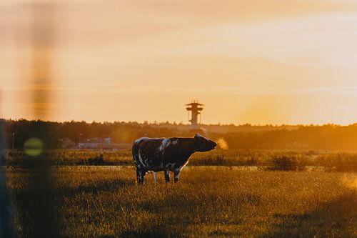 Cows during the golden hour #3 by Throughmyfeed