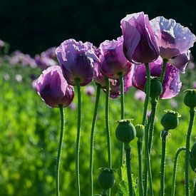 Opium poppy by Bettina Schnittert
