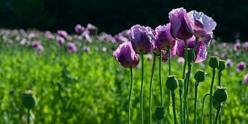 Opium poppy