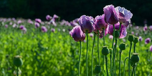 Schlafmohn von Bettina Schnittert