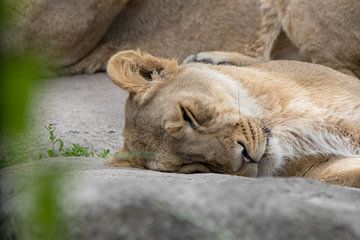 Die Löwenkönigin beim Nickerchen von Selwyn Smeets - SaSmeets Photography