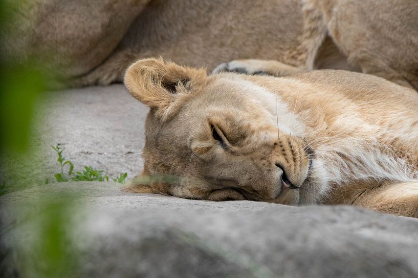 The lion queen napping by Selwyn Smeets - SaSmeets Photography