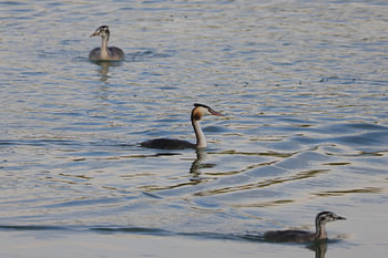 The grebe family