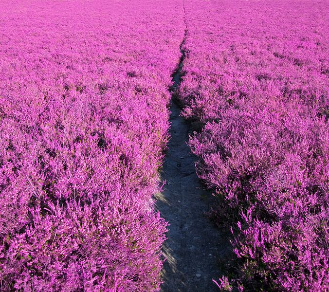 heather by Bo Valentino