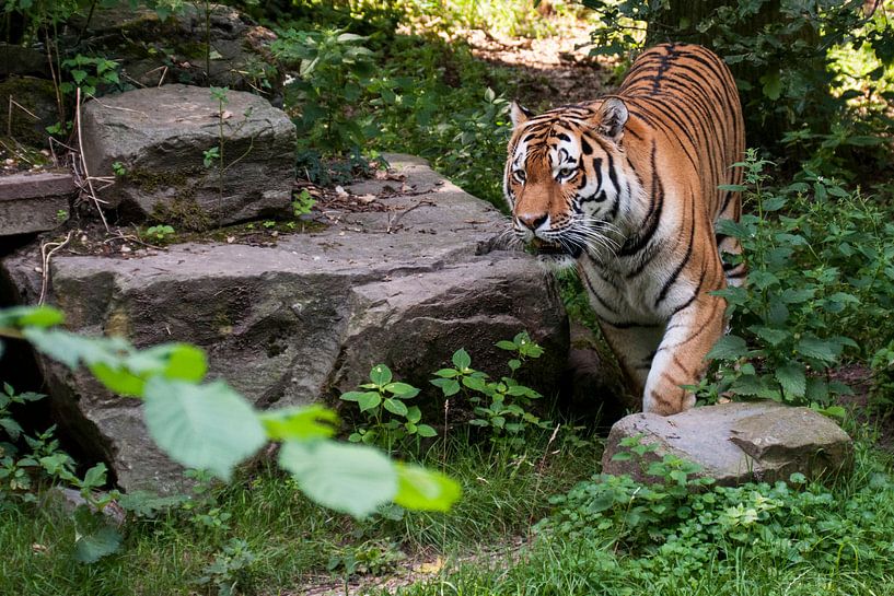 Amur-Tiger oder Sibirischer Tiger : Ouwehands DIerenpark von Loek Lobel
