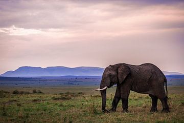 Elephant at sunrise by Simone Janssen