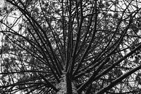 Arborescence en noir et blanc