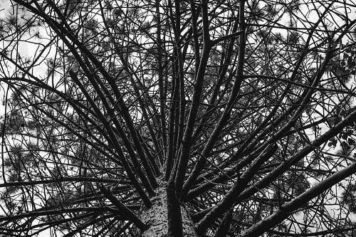 Baumstruktur in Schwarz und Weiß von Whispering Fields Hageland
