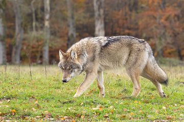 The Wolf in the Netherlands by Menno Schaefer