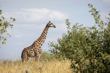 Giraffe staat te grazen in Tarangire, Tanzania van Ruben Bleichrodt