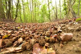 Waldweg im Herbst von Philipp Klassen