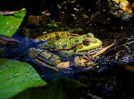 Grenouille d'eau dans un étang sur ManfredFotos