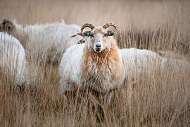 Curious nerd by Anna Koek