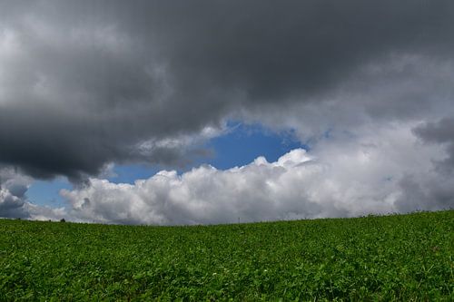 An oat field under a cloudy sky