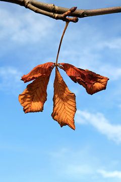 blad van kastanje boom in herfstkleuren