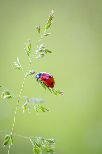 Little ladybird brings luck into the house