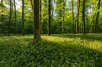 Blütenzauber im Wald